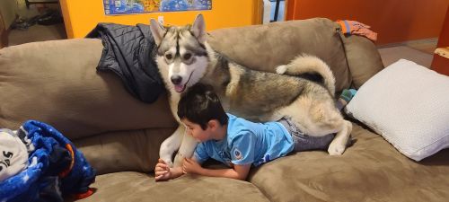 Wolamute needs new home