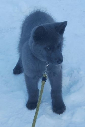 Beautiful Rare Blue Eyed Blue Coats