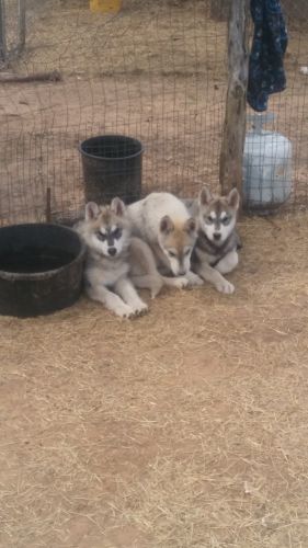 Wolf Hybrid Cubs