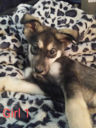 Wolfdog Puppies for sale in Lancaster, SC 29720, USA. price: $475