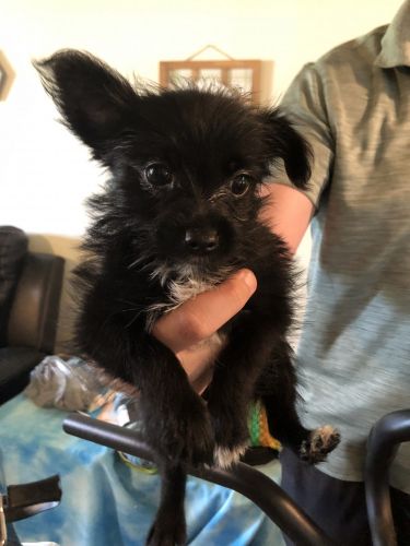 Cuddly Female Yoranian puppies. Everything completed