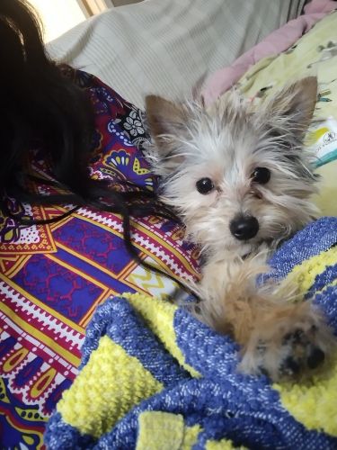 Yoranian male 8 months