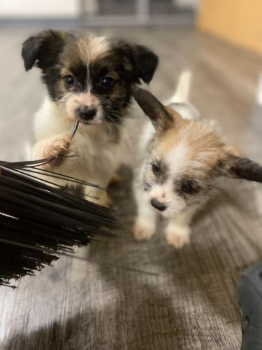 Puppies for sale looking for a nice homes 12 weeks