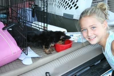 Lovely Male Female Yorkie Pup (***) ***-***3