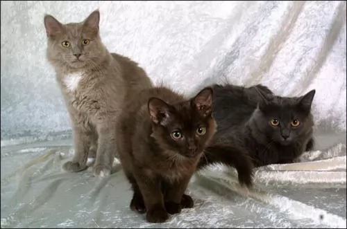 york chocolate cat kittens - health problems