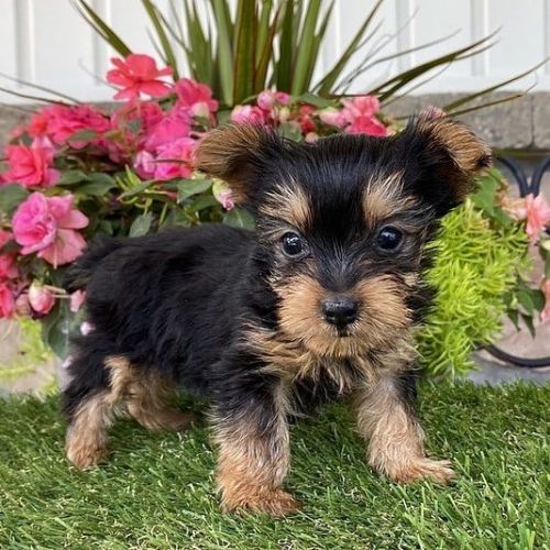 AKC yorkie puppies