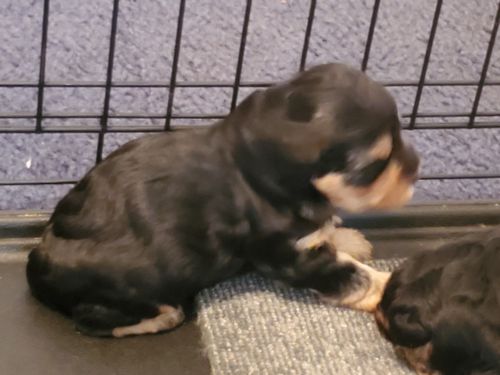 Ckc Yorkiepoo puppies