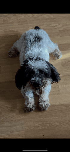 2 year old AKC certified Yorkiepoo