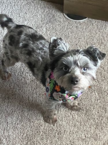 looking for a forever home