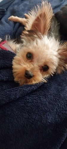 Yorkie puppy for sale