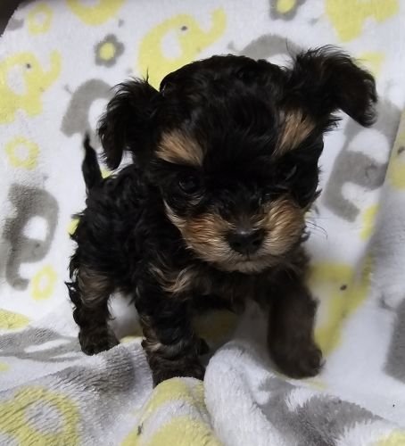 Yorkiepoo small male