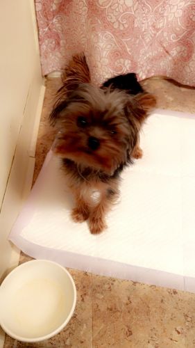 Teacup yorkie