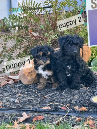 Yorkiepoo female ready for forever home