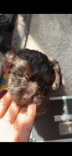 11 week old chocolate Yorkiepoo