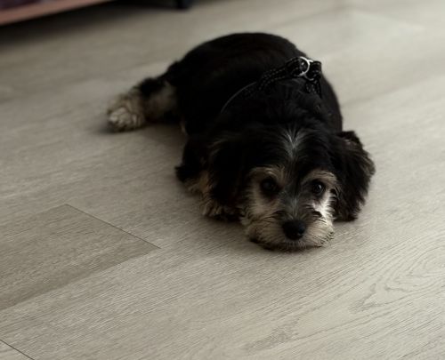 Looking for a loving owner