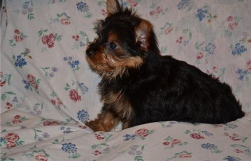 Yorkie Puppies for Adoption