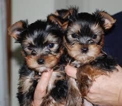 Cute Yorkie Pups For Adoption Just ***
