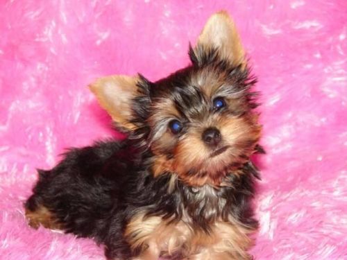 yorkie puppy