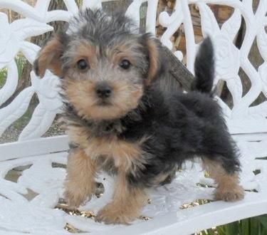 Pixie Yorkiepoo