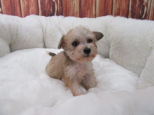 Yorkipoo-Female-Miss A