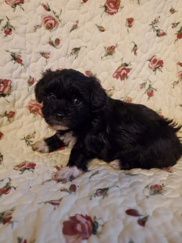 Yorkiepoo puppies