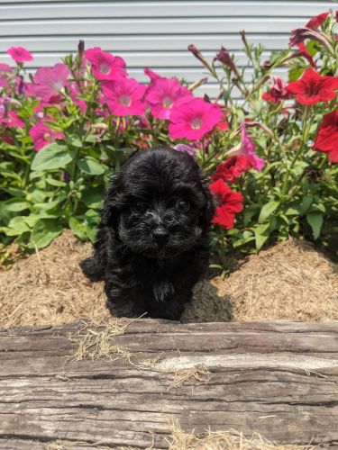 Adorable YorkiePoo