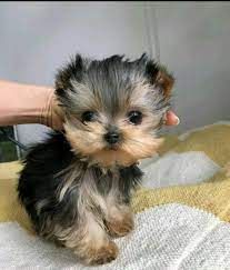 Doll face,Yorkies