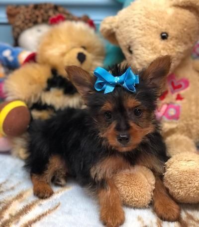 Yorkshire Terrier Puppies for sale in Charlotte, NC, USA. price: $820