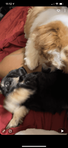 Coca is looking for a loving family