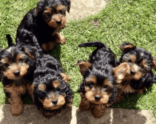 Amiable Yorkie Yorkshire Terrier Puppies