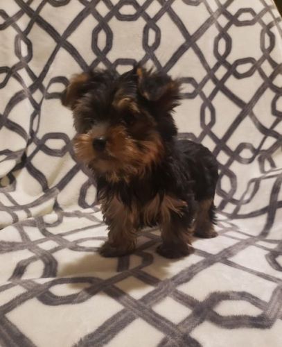 Tinny x yorkshire Terrier puppies