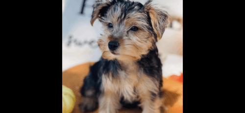 8 month old teacup yorkie
