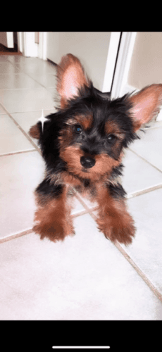 Adorable purebred yorkie male