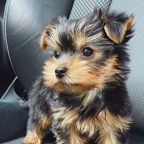 Yorkshire Terrier Puppies for sale in Los Angeles, CA, USA. price: $500