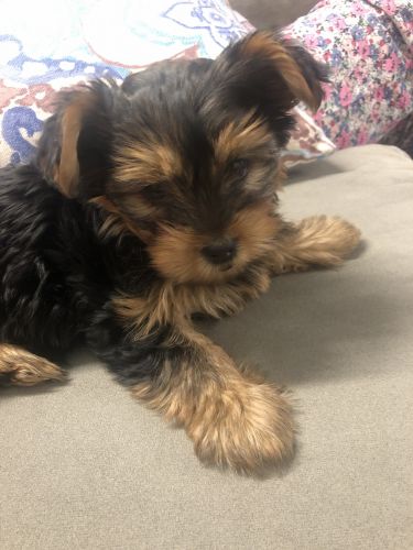9 week old yorkie
