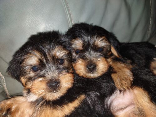 Yorkies pure breed