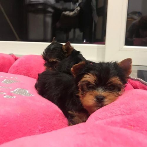 Text*** Yorkshire Terrier Puppies For Rehoming