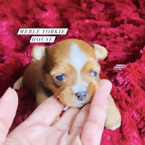 Gorgeous Yorkshire terrier