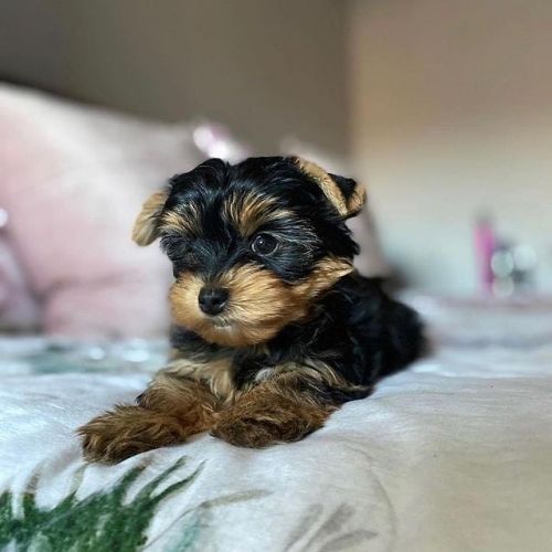 Yorkshire Terrier Puppies for sale in Sacramento, CA, USA. price: $500