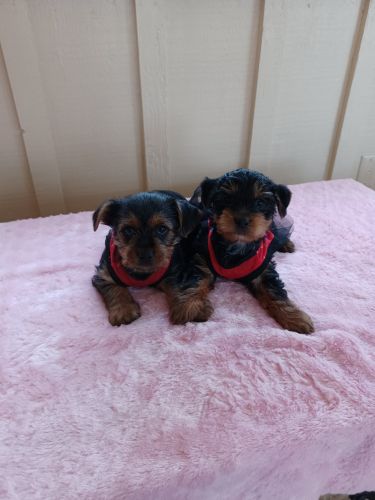 Female Yorkies 9 weeks old