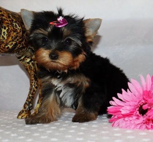 Yorkshire Terrier Puppies for sale in Los Angeles, CA, USA. price: $700