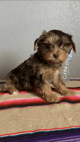 Chocolate Merle yorkie