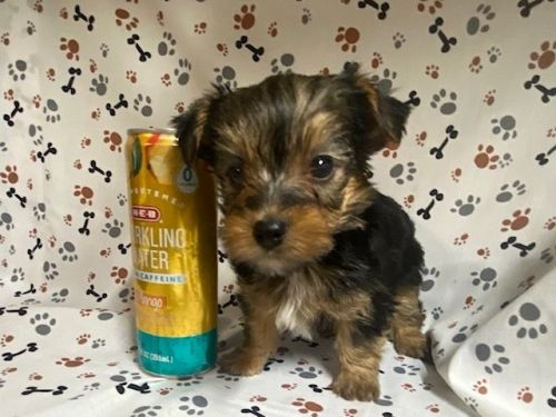 Sprocket - Male Yorkie