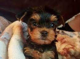 Yorkshire Terrier Puppies for sale in Philadelphia, PA, USA. price: NA