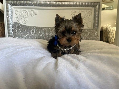 Yorkshire Terrier Puppies for sale in Los Angeles, CA, USA. price: $200