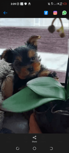 EXOTIC YORKSHIRE TERRIERS