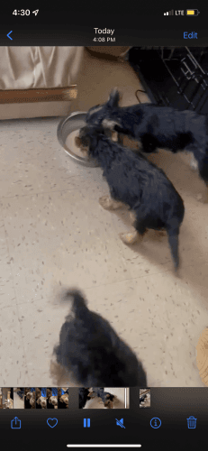 FEMALE YORKIE PUPPIES