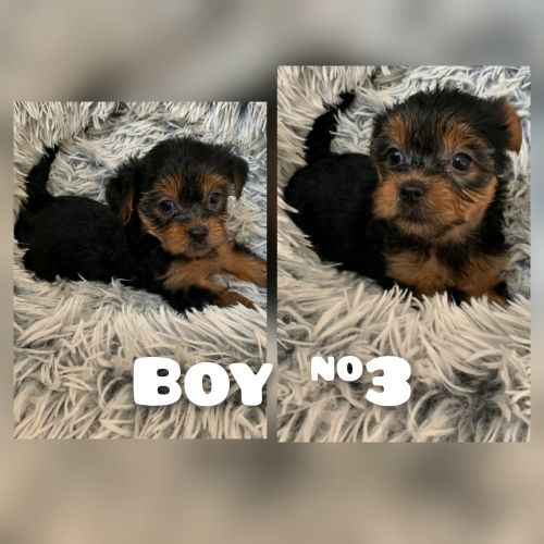 3 male Yorkies