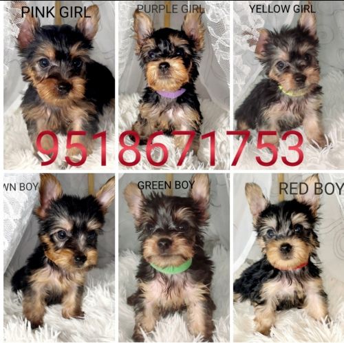Ckc yorkie puppies