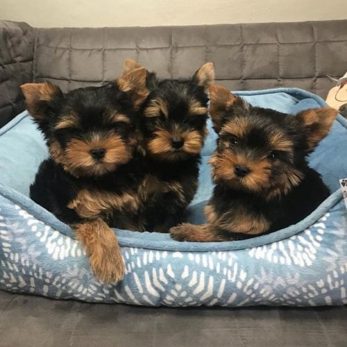 Teacup Yorkie Puppies available +1(5***) ***4-36***